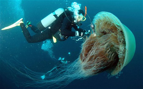 Huge jellyfish